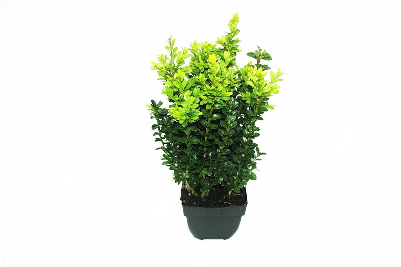 Buxus sempervirens - C2